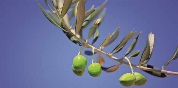 XYLELLA: AGRINSIEME, ATTIVARE SUBITO RISORSE PER RISARCIRE GLI OPERATORI